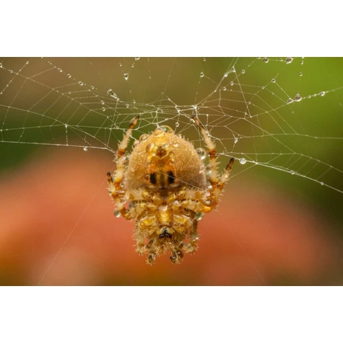 Colorado, Jefferson Co Orb-weaver spider on web